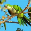 Quaker Parrot Diamond Painting