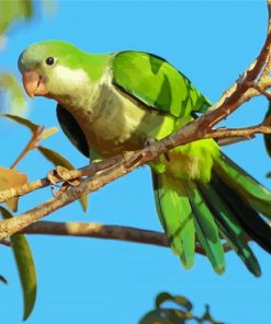 Quaker Parrot Diamond Painting