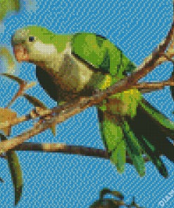 Quaker Parrot Diamond Painting