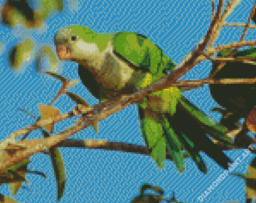 Quaker Parrot Diamond Painting