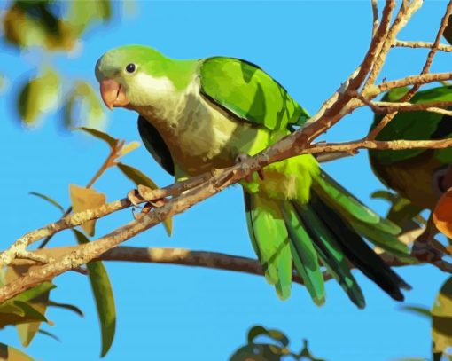 Quaker Parrot Diamond Painting