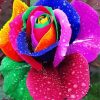 Rainbow Rose And Waterdrop Diamond Painting