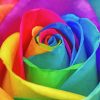 Rainbow Rose Flower Diamond Painting