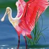 Roseau Spoonbill Art Diamond Painting