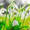 Snow Drops Diamond Painting