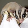 Sugar Glider Diamond Painting