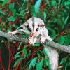 Sugar Glider On Branch Diamond Painting