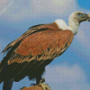 Vulture Diamond Painting