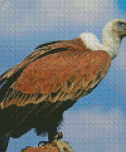 Vulture Diamond Painting