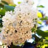 White Japanese Tree Lilac Diamond Painting