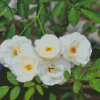 White Musk Rose Diamond Painting