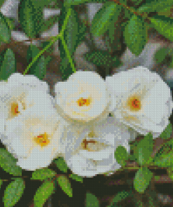 White Musk Rose Diamond Painting