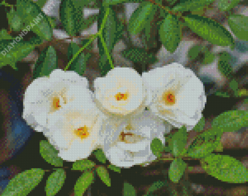 White Musk Rose Diamond Painting