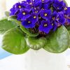 Aesthetic African Violets Diamond Painting