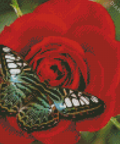 Butterfly Rose Diamond Painting