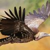 Vulture Art Diamond Painting