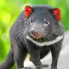 Australian Tasmanian Devil Diamond Painting