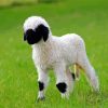 Baby Sheep Valais Blacknose Diamond Painting