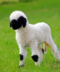 Baby Sheep Valais Blacknose Diamond Painting