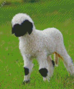 Baby Sheep Valais Blacknose Diamond Painting