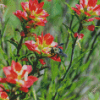 Bee On Indian Paintbrush Diamond Painting