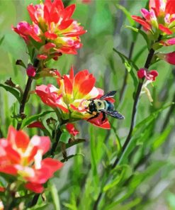 Bee On Indian Paintbrush Diamond Painting