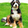 Bernedoodle Dog Diamond Painting