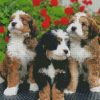 Bernedoodle Puppies Diamond Painting