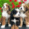 Bernedoodle Puppies Diamond Painting