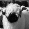 Black And White Valais Blacknose Diamond Painting