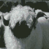 Black And White Valais Blacknose Diamond Painting