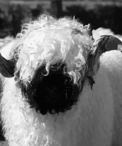 Black And White Valais Blacknose Diamond Painting