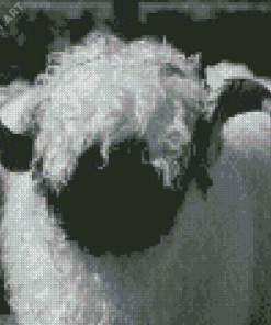 Black And White Valais Blacknose Diamond Painting