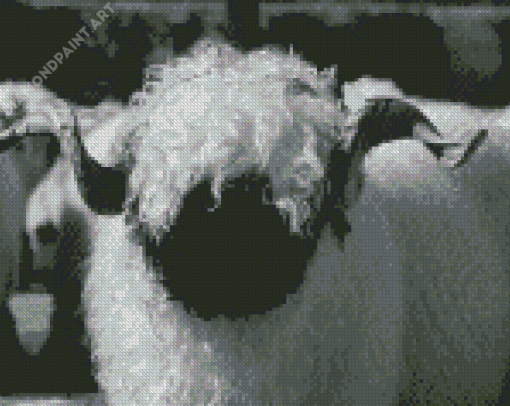 Black And White Valais Blacknose Diamond Painting