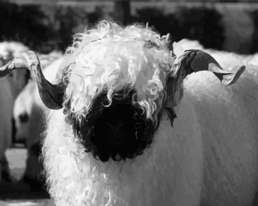 Black And White Valais Blacknose Diamond Painting