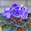 Blue African Violets Diamond Painting