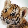 Cute Baby Tiger Diamond Painting