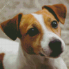 Cute Jack Russell Terrier Diamond Painting