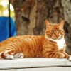 Cute Orange Tabby Cat Diamond Painting