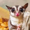 Cute Sugar Glider Animal Diamond Painting