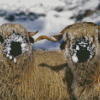 Cute Blacknose Sheep In Snow Diamond Painting