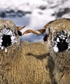 Cute Blacknose Sheep In Snow Diamond Painting