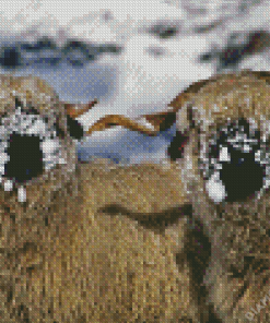 Cute Blacknose Sheep In Snow Diamond Painting