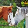 Cute Farm Horses Couple Diamond Painting