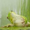 Frog Chilling On A Lily Pad Diamond Painting