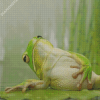 Frog Chilling On A Lily Pad Diamond Painting