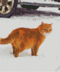 Orange Fluffy Cat In Snow Diamond Painting