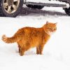 Orange Fluffy Cat In Snow Diamond Painting