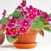 Pink African Violets Diamond Painting