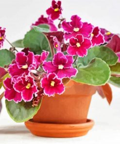 Pink African Violets Diamond Painting